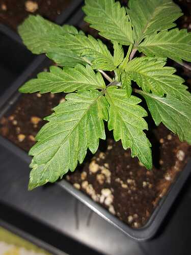 Growreport Bild 10