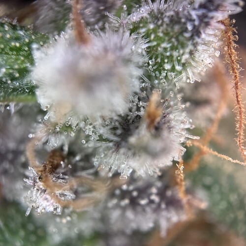 Growreport Bild 7
