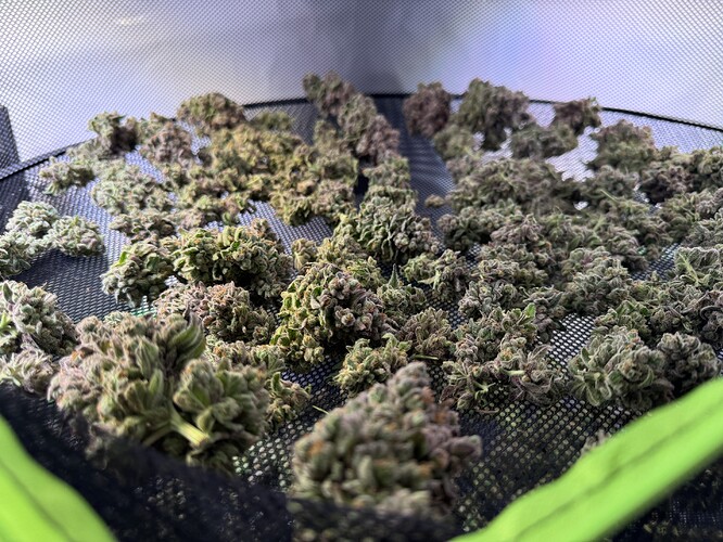 Growreport Bild 29