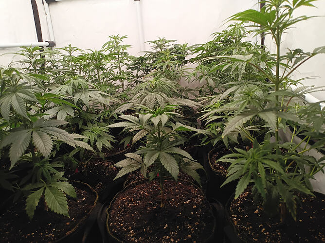 Growreport Bild 19