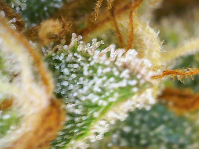 Makroaufnahme von Cannabis-Trichomen, die milchig und bernsteinfarben erscheinen, was auf eine nahende Ernte hindeutet.