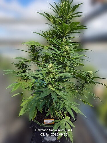 Hawaiian Snow Auto (Ganja Farmer)
