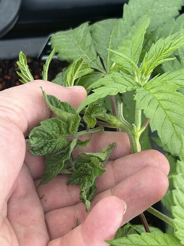 Growreport Bild 39