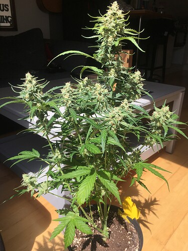 Growreport Bild 8
