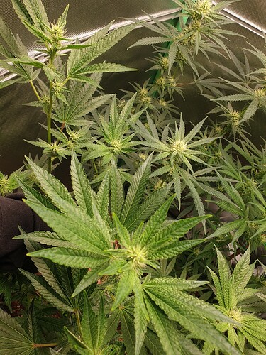 Growreport Bild 5