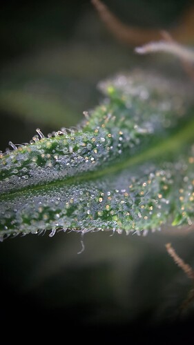 Growreport Bild 5