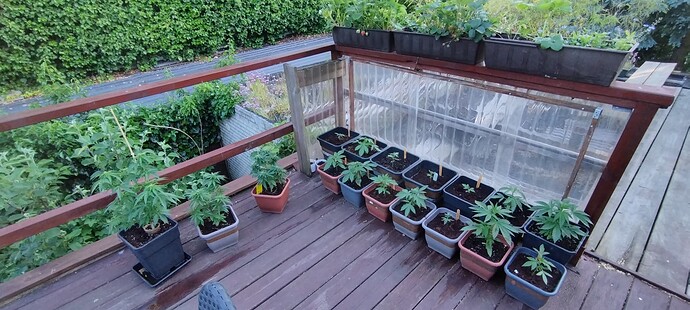 Growreport Bild 6