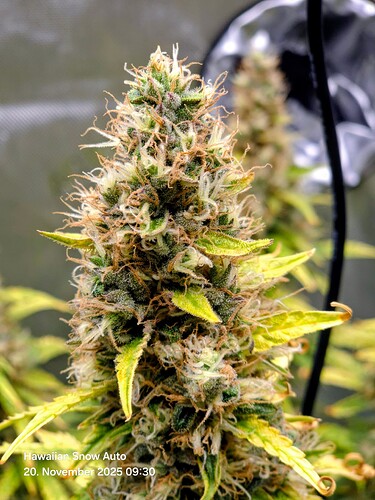 Growreport Bild 2