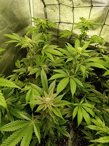 Growreport Bild 2