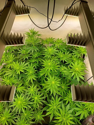 Growreport Bild 6