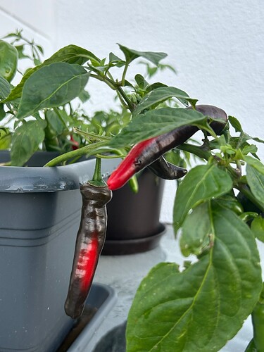 Growreport Bild 22
