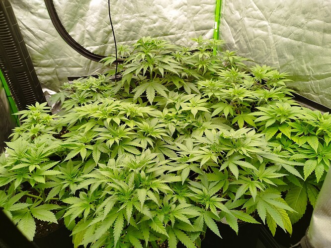 Mehrere junge Cannabispflanzen in einem Zelt, die sich in der Wachstumsphase befinden.