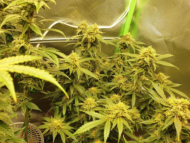 Growreport Bild 9