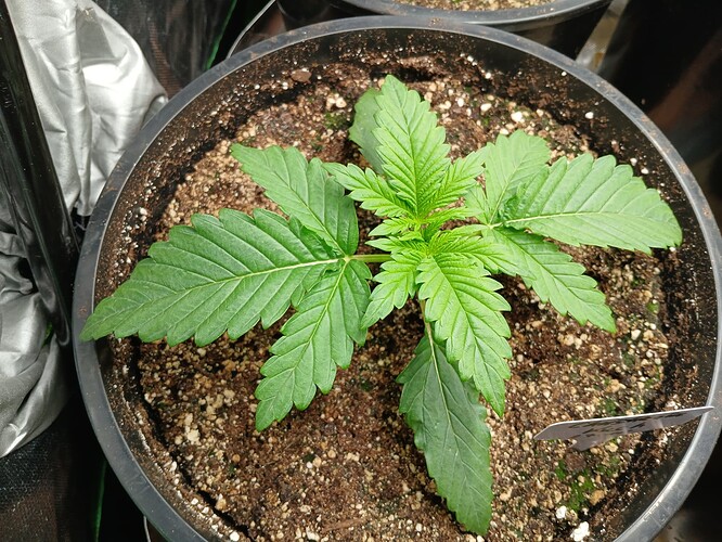 Growreport Bild 9