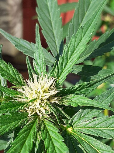 Growreport Bild 75