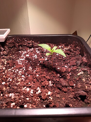 Growreport Bild 64