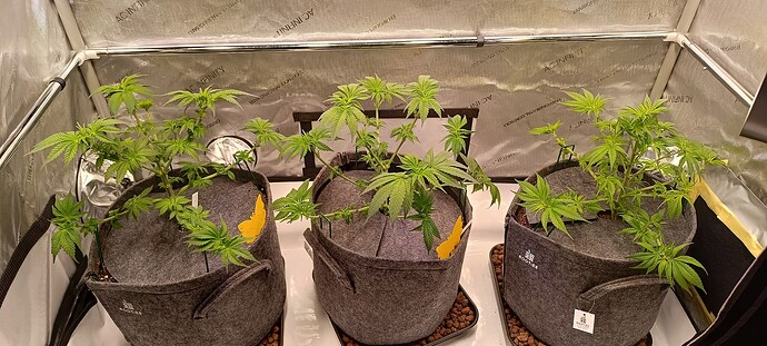 Growreport Bild 4