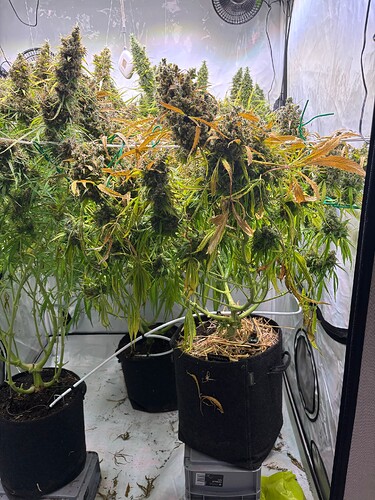 Growreport Bild 4
