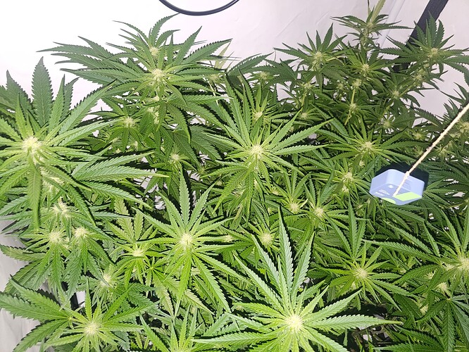 Growreport Bild 25