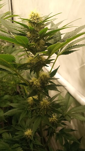 Growreport Bild 31