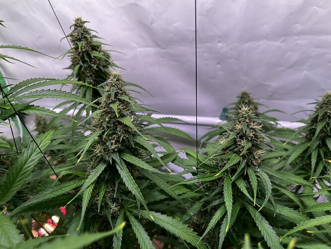Growreport Bild 9