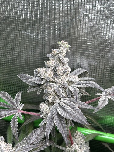 Growreport Bild 9