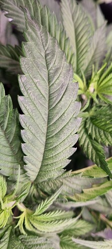 Growreport Bild 33
