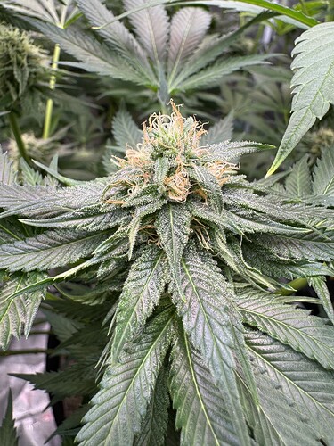 Growreport Bild 41