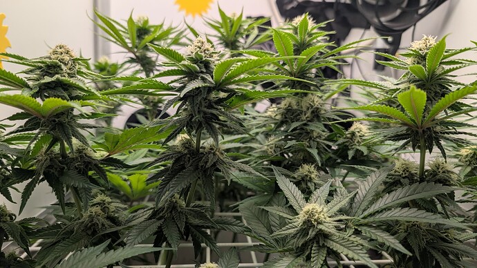 Growreport Bild 2