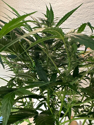 Growreport Bild 46