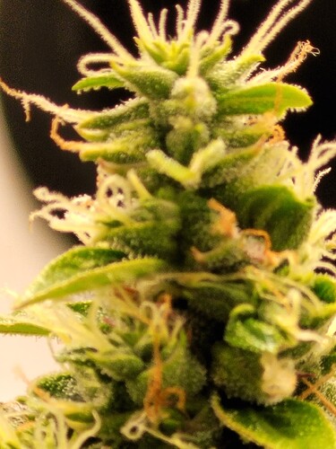 Growreport Bild 4