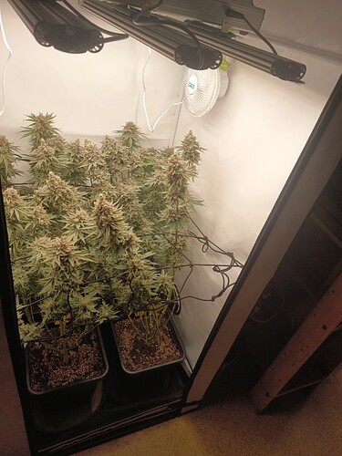 Growreport Bild 40