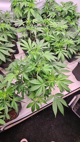 Growreport Bild 28