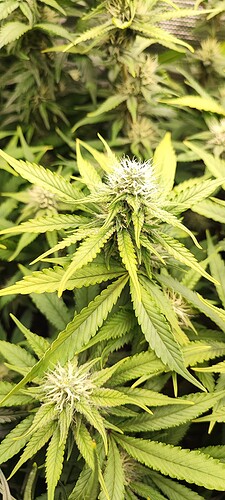 Growreport Bild 9