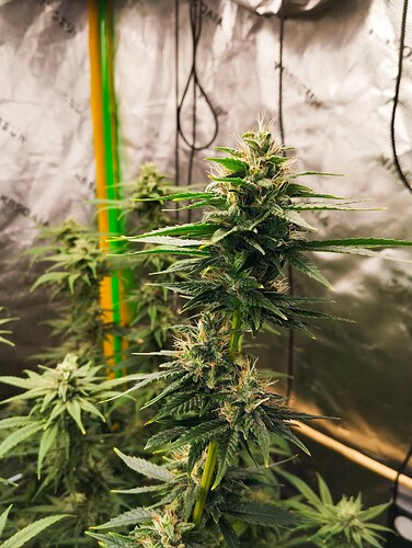 Growreport Bild 6
