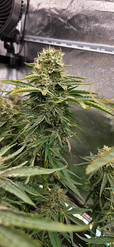Growreport Bild 75