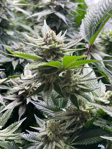 Growreport Bild 5