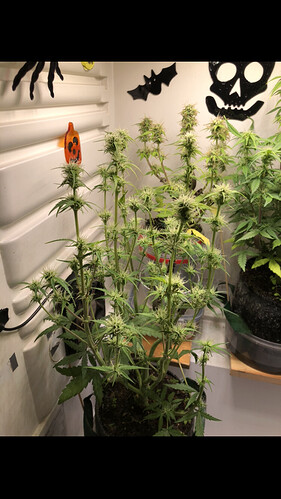 Growreport Bild 2