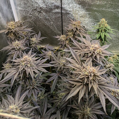 Growreport Bild 2