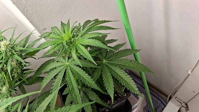 Growreport Bild 268