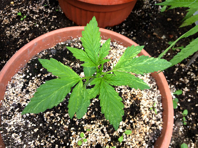 Grow26_0727_04