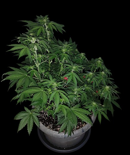 Growreport Bild 2