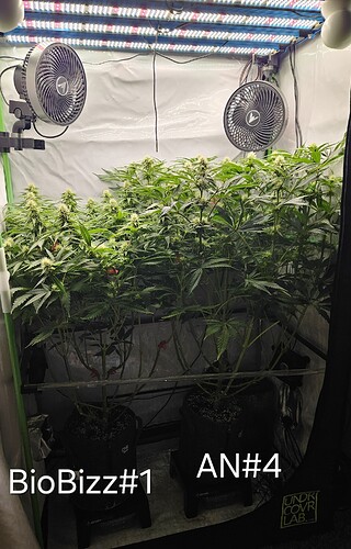 Growreport Bild 1