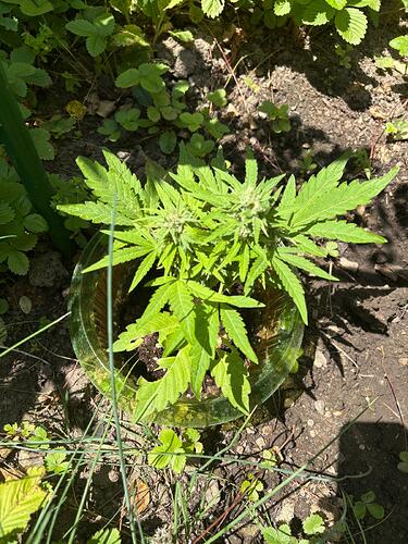Jacky7-Mx1-day 62