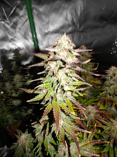 Growreport Bild 6