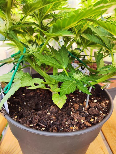 Growreport Bild 21