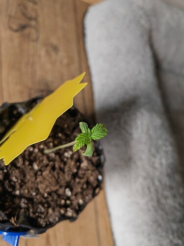 Growreport Bild 13