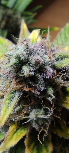 Growreport Bild 41