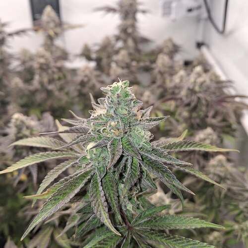 Growreport Bild 2