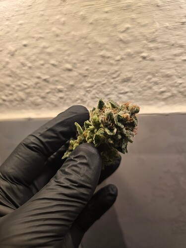 Growreport Bild 7